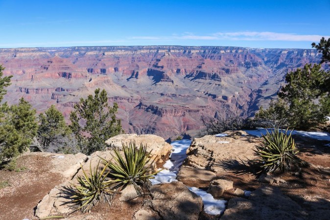 Yuccas in Grand Canyon National Park photowallpaper Scandiwall