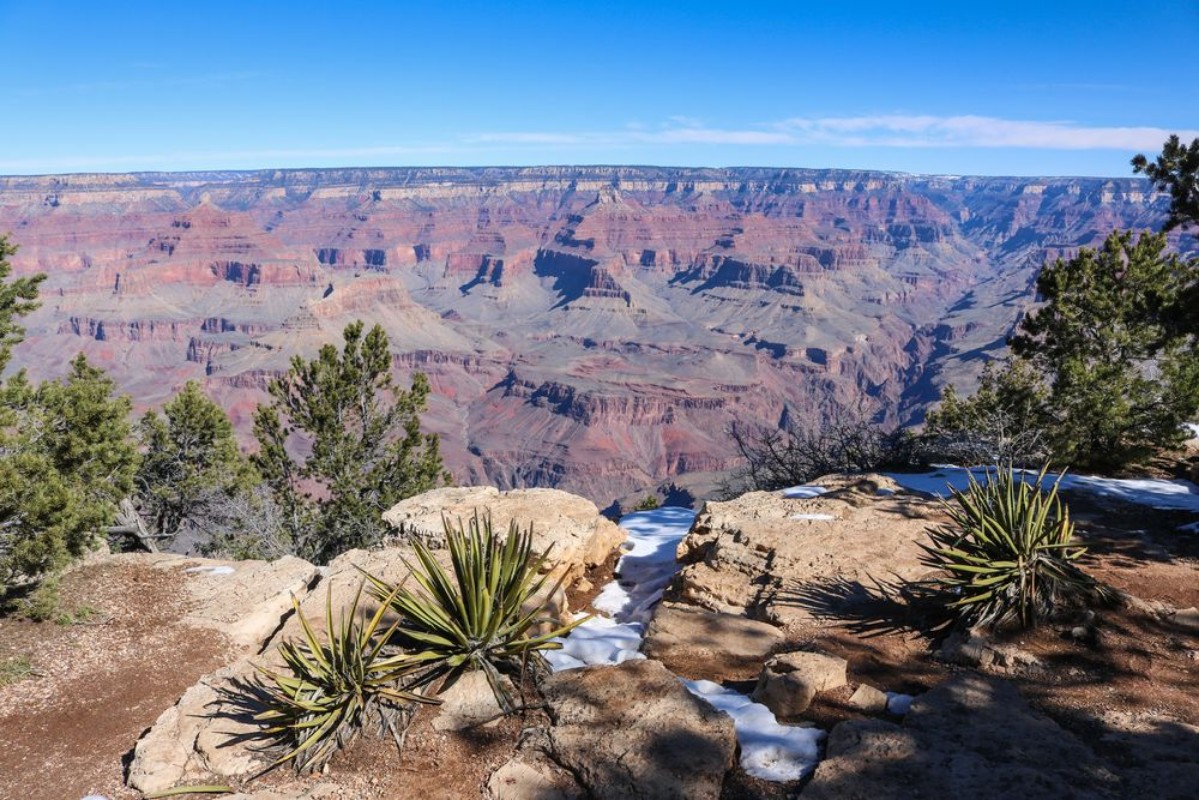 Imagen de Yuccas in Grand Canyon National Park