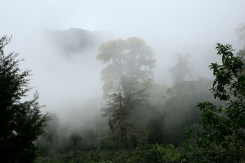 Image de Cloud Forest of Boquete Panama