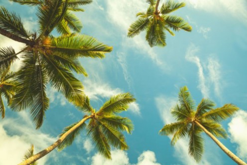 Afbeeldingen van Coconut palm trees in cloudy sky