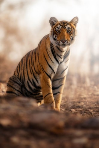 Afbeeldingen van Young tiger female in a beautiful place full of colorwild animal in the nature habitatIndiabig catsendangered animalsclose up with tigress