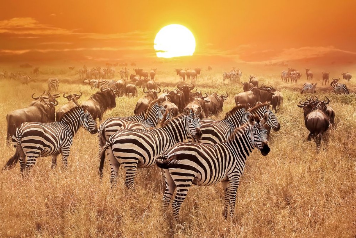 Afbeeldingen van Zebra at sunset in the Serengeti National Park Africa Tanzania