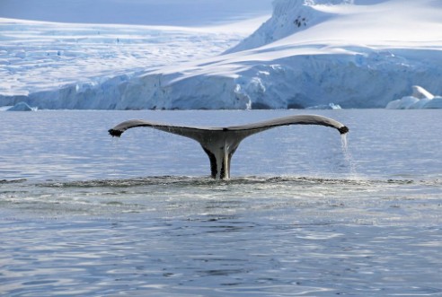 Picture of Humpback whale tail showing on the dive Antarctic Peninsula