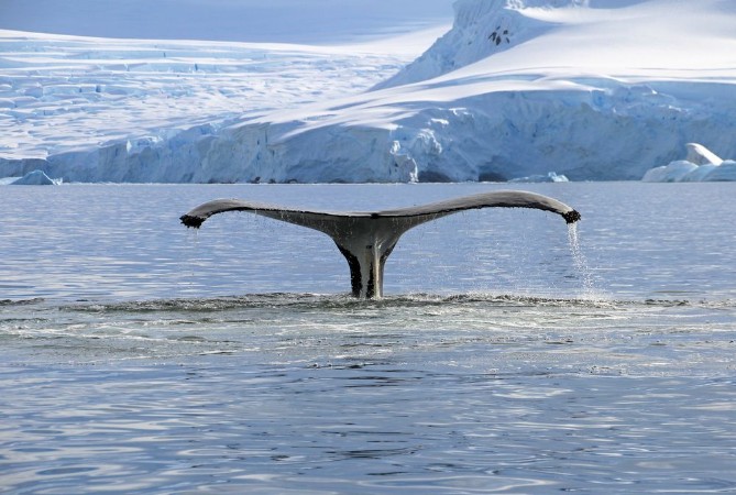Picture of Humpback whale tail showing on the dive Antarctic Peninsula
