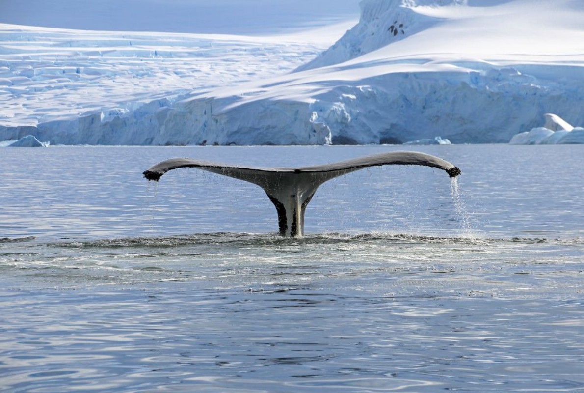 Afbeeldingen van Humpback whale tail showing on the dive Antarctic Peninsula