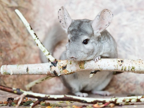 Picture of Beautiful domestic chinchilla sits leaning on branch