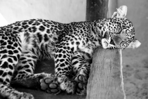 Image de Leopard cub - cuteness 