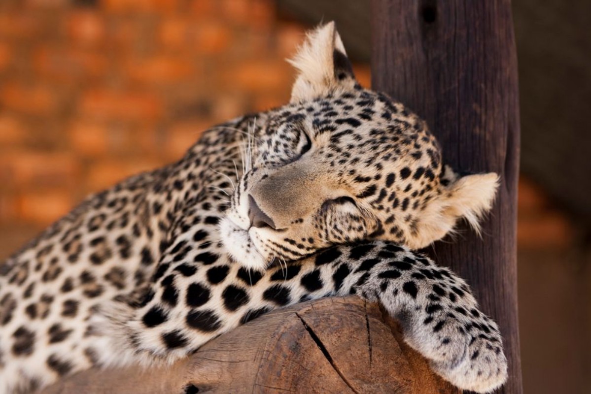 Afbeeldingen van Leopard cub - cuteness 
