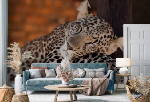 Image de Leopard cub - cuteness 
