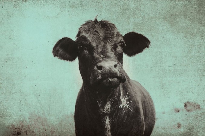 Afbeeldingen van Cute angus cow on farm with vintage grunge effect Black heifer face against rural sky great for background or print