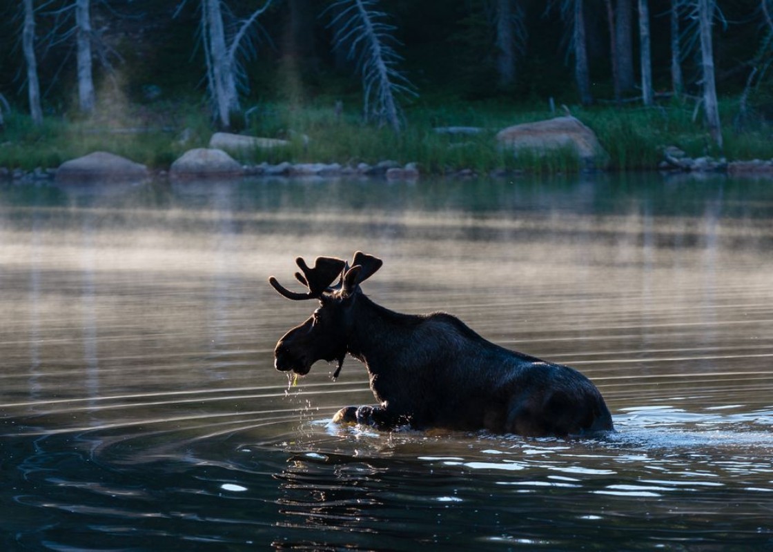 Bild på Bull Moose