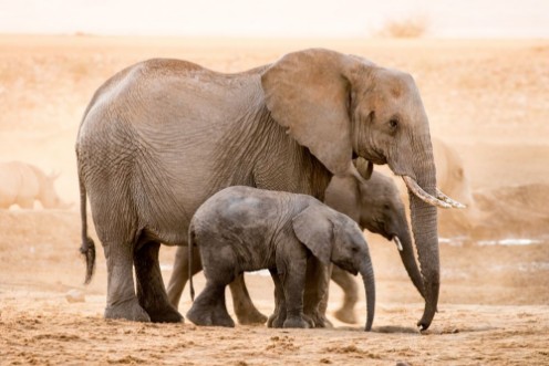 Afbeeldingen van African Elephant