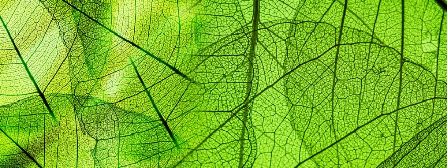 Afbeeldingen van Green foliage texture