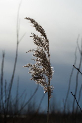 Image de One glowing reed flower