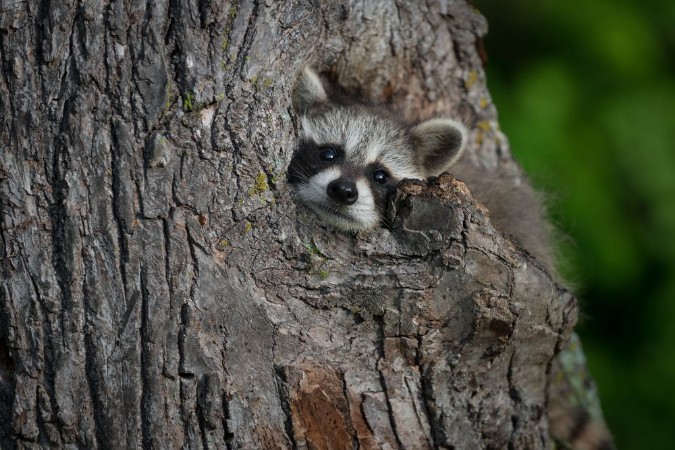 Bild på Young Raccoon Procyon lotor Pokes Head Out of Knothole