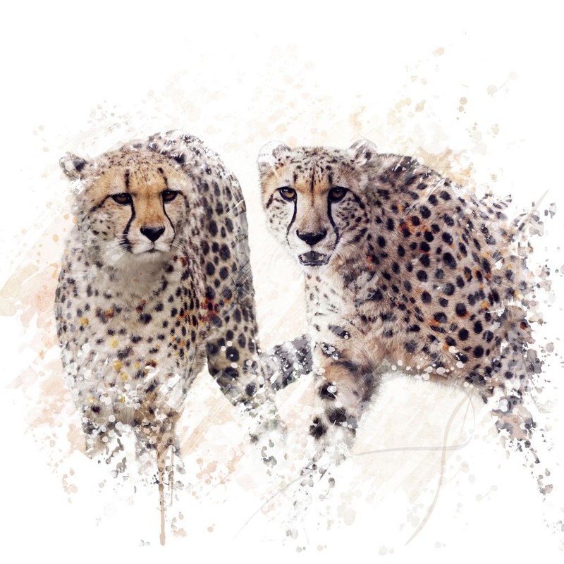Afbeeldingen van Two Cheetahs Watercolor