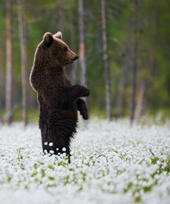 Afbeeldingen van Bear standing among white flowers