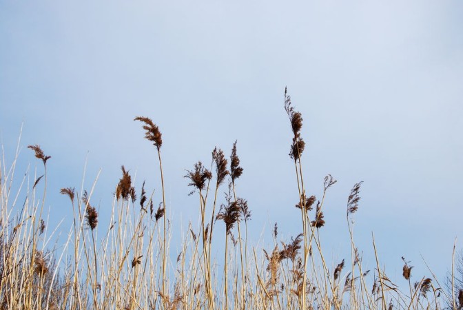 Picture of Fluffy reeds by a blue sky