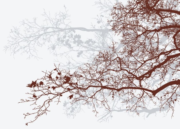 Afbeeldingen van Maple branches in the fall
