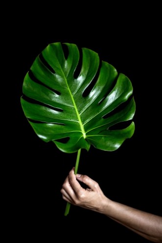 Bild på A person holding big leaf