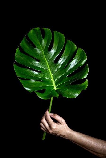 A person holding big leaf photowallpaper Scandiwall