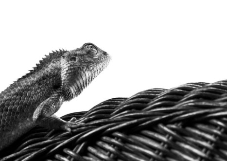 Image de Beautiful monochrome bearded Dragon lizard  resting on vine chair with white background