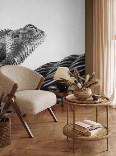 Picture of Beautiful monochrome bearded Dragon lizard resting on vine chair with white background