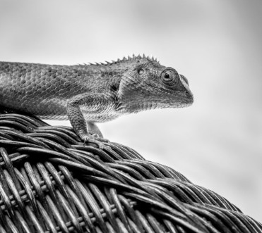 Beautiful monochrome bearded Dragon lizard looking at the camera and resting on vine chair with smoky white and black background photowallpaper Scandiwall