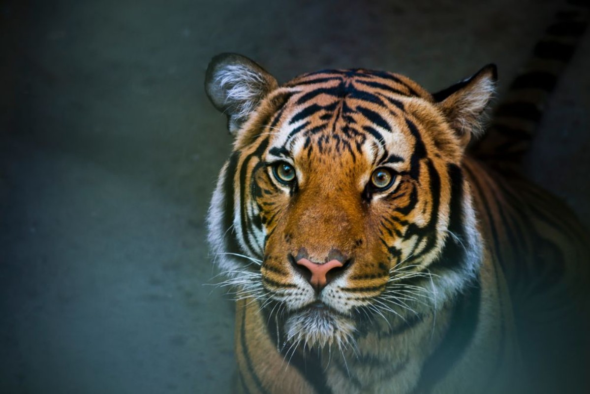 Image de Tigre de Sibérie assis dans l'eau