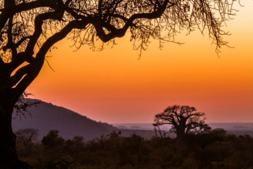 Bild på Landscape with Baobab in Kruger National park South Africa