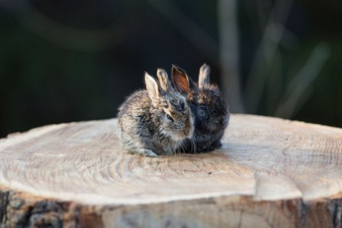 Afbeeldingen van Rabbit on a stump