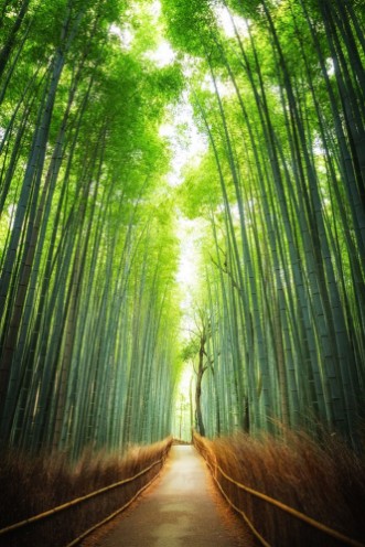 Afbeeldingen van Pathway through the bamboo grove Kyoto