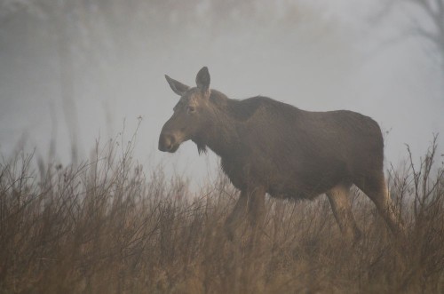 Picture of O we mgle  w wiosennym mglistym poranku na dzikich kach Dolnej Doliny Pilicy