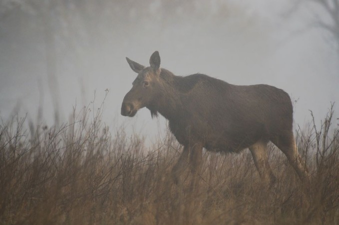 Picture of O we mgle w wiosennym mglistym poranku na dzikich kach Dolnej Doliny Pilicy