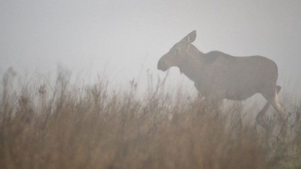 Afbeeldingen van O we mgle  w wiosennym mglistym poranku na dzikich kach Dolnej Doliny Pilicy