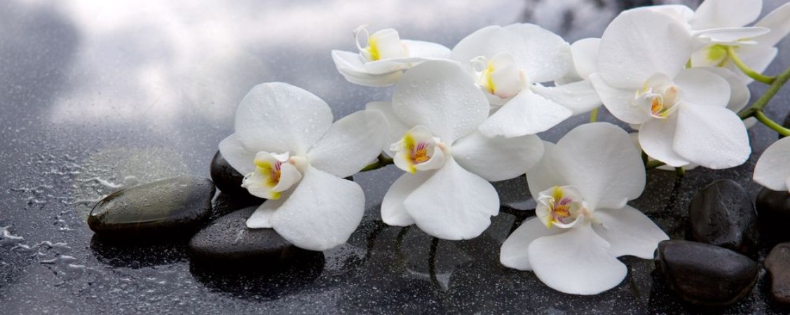 Picture of White orchid and black stones close up