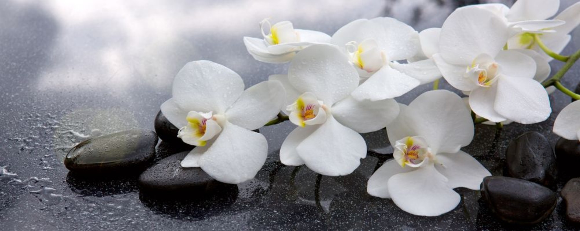 Afbeeldingen van White orchid and black stones close up