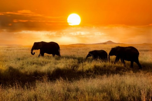 Afbeeldingen van Family of elephants at sunset in the national park of Africa