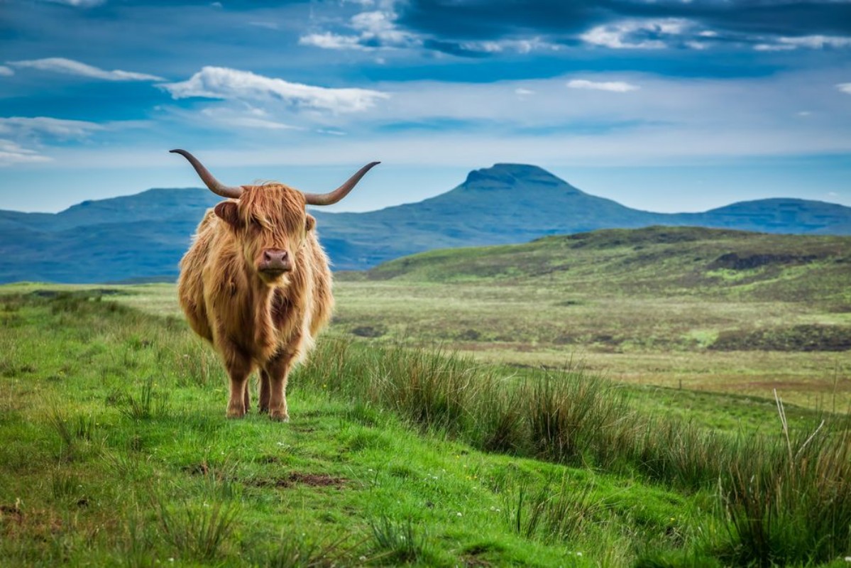 Afbeeldingen van Grazing highland cow in Isle of Skye in Scotland