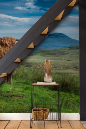 Image de Grazing highland cow in Isle of Skye in Scotland