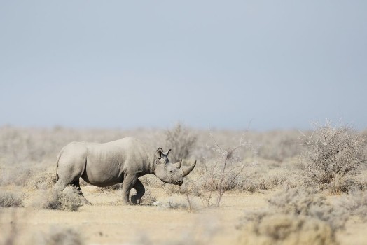 Bild på Black Rhino walking through the veldt