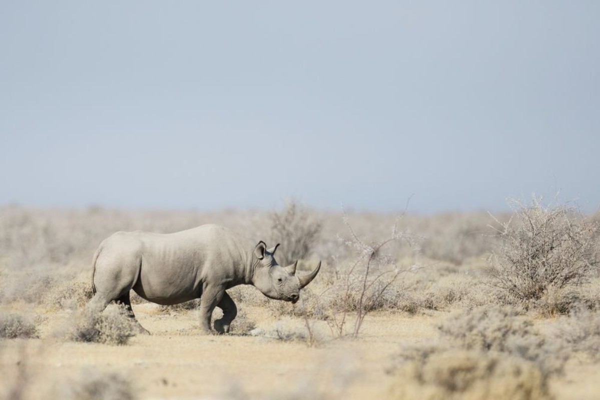 Afbeeldingen van Black Rhino walking through the veldt