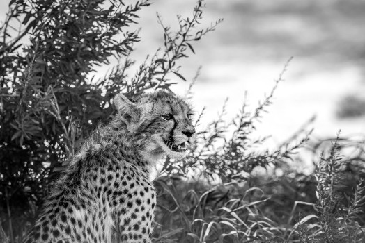 Picture of Young Cheetah starring in black and white