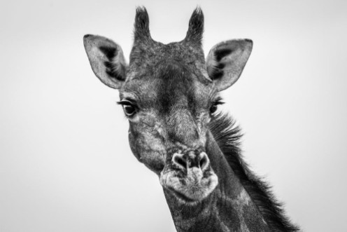 Afbeeldingen van Giraffe looking at the camera in black and white