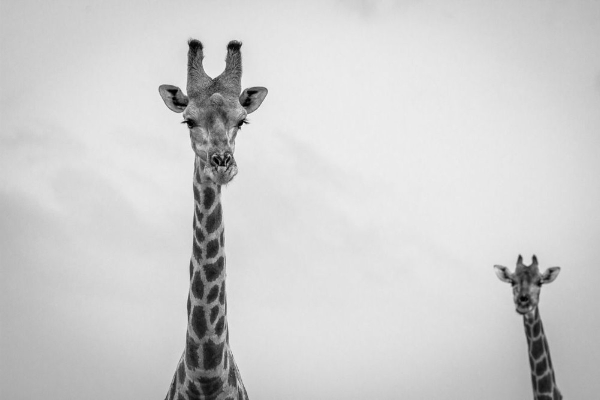 Bild på Giraffe looking at the camera in black and white