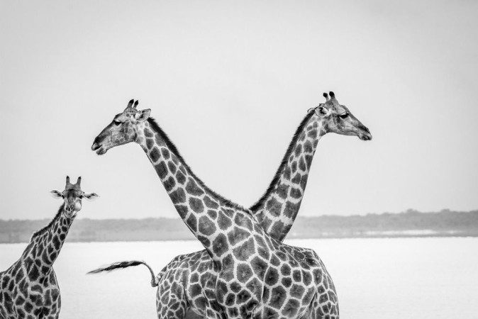 Afbeeldingen van Two Giraffes crossing their neck