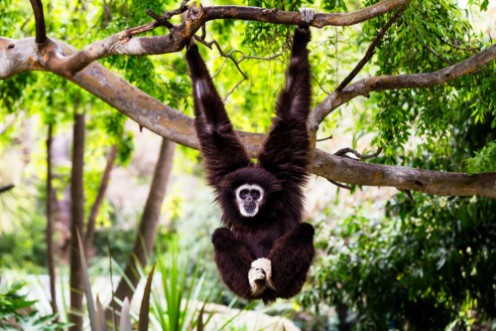 Picture of Siamang Monkey Hanging from a Tree
