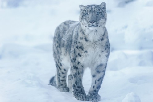 Image de Snow leopard