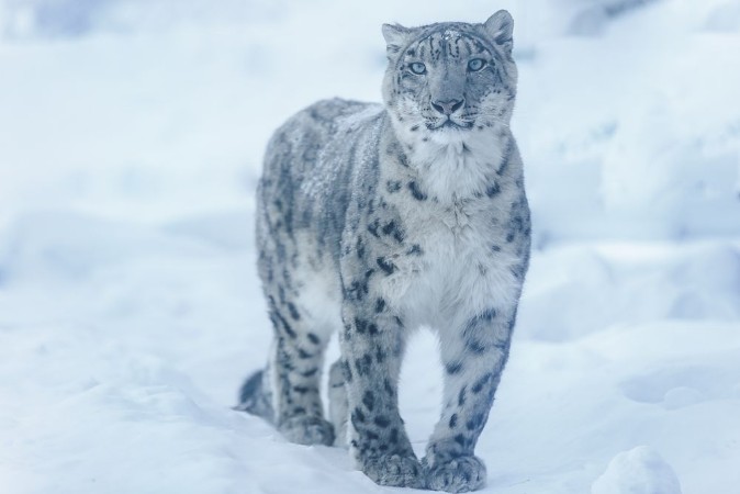 Picture of Snow leopard