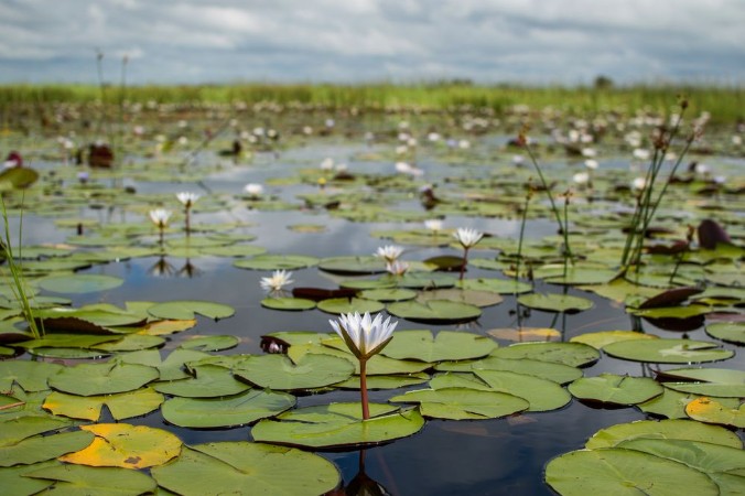 Image de Water Lilies seen during a Mokoro Canoe Trip in the Okavango Delta near Maun Botswana